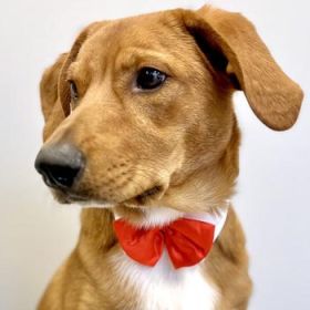 Bow Tie (Color: White Collar with Red Satin, size: X-Small)